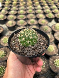 Weingartia neocumingii Pt11