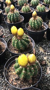 Parodia ottonis Pt11