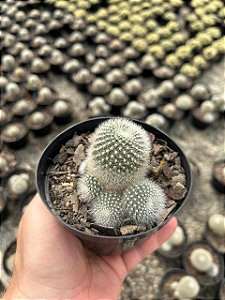 Rebutia muscula Pt11