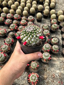 Mammillaria mammillaris Pt11