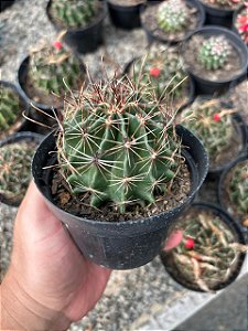 Hamatocactus setispinus Pt11
