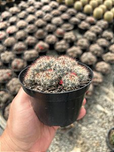 Mammillaria prolifera var. texana