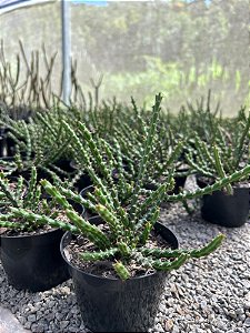 Euphorbia dichroa Pt11