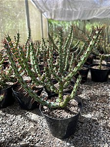 Euphorbia aeruginosa Pt11