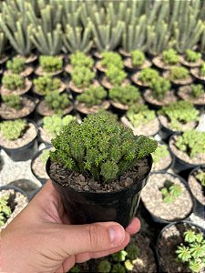 Euphorbia cv. multiprolifera Pt11
