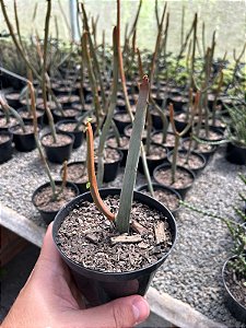 Euphorbia enterophora Pt11