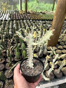 Euphorbia lactea "White Ghost" Pt11