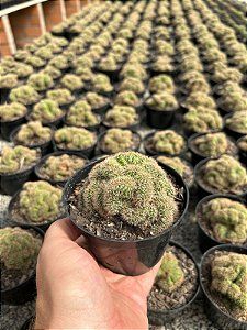 Cerebro marrom - Echinopsis chamaelobivia cristata Pt11