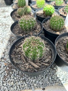 Echinopsis híbridos Pt11