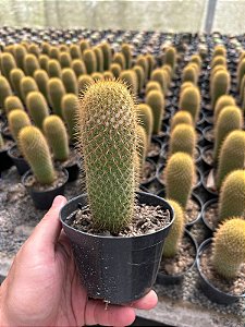 Mammillaria eriacantha Pt11
