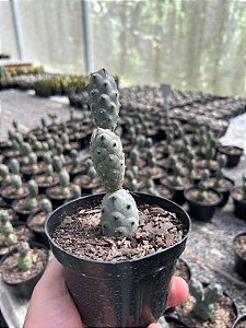 Tephrocactus articulatus var. articulatus Pt11
