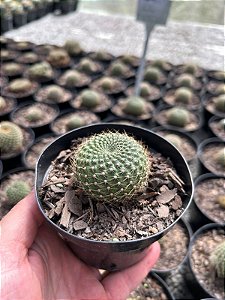 Rebutia krainziana - flor amarela Pt11