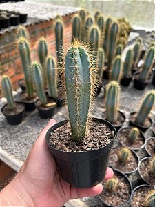 Cacto Azul - Pilosocereus azureus Pt11