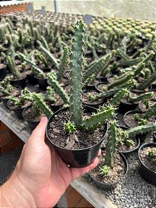 Rabo de cão - Echinocereus pentalophus Pt11