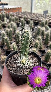 Echinocereus cinerascens Pt11