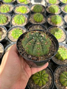 Parodia Sp. Pt11