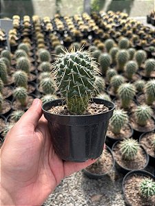 Mammillaria Sp. Pt11