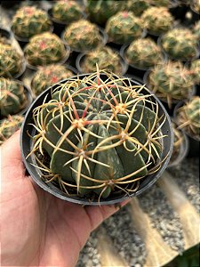 Ferocactus macrodiscus Pt11
