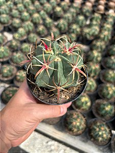 Ferocactus latispinus Pt11