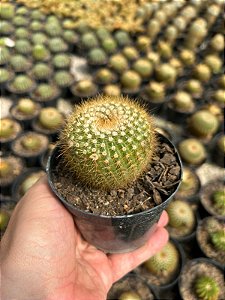 Notocactus sucineus Pt11