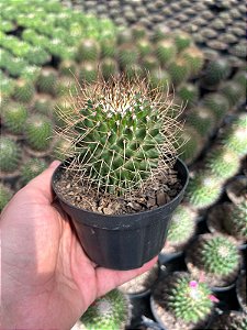 Mammillaria obconella Pt11