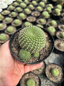 Rebutia krainziana - flor vermelha Pt11