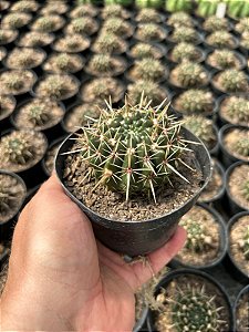 Notocactus submammulosus Pt11