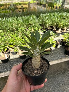 Pachypodium saundersii Pt11