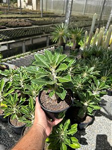 Pachypodium saundersii Pt15