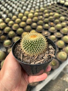 Parodia aureispina Pt11