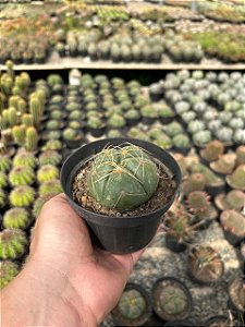 Gymnocalycium horstii Pt11
