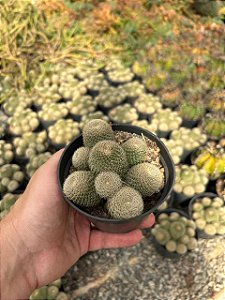 Rebutia heliosa var. theresae Pt11