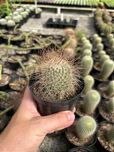 Mammillaria leptacantha var. rubrispina Pt11