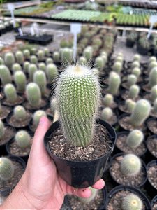 Eriocactus leninghausii var. albispinus Pt11