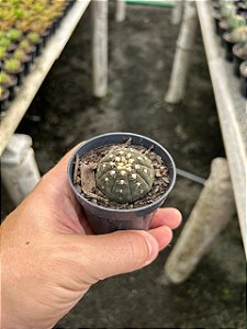 Gymnocalycium ragonesei Pt07