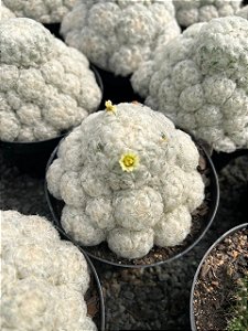 Mammillaria plumosa Pt11