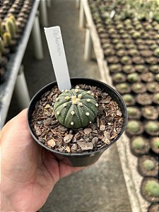 Astrophytum asterias Pt11
