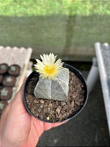 Astrophytum myriostigma var. quadricostatum Pt11