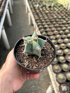 Echinocactus platycanthus Pt11