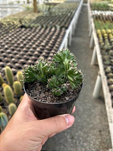 Euphorbia lactea cristata Pt11