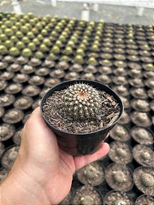 Parodia cardenasii Pt11