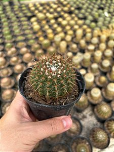 Notocactus roseoluteus Pt11
