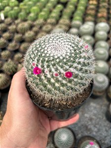 Mammillaria hahniana Pt11