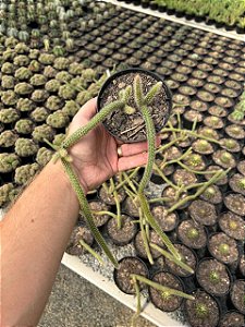 Rabo de Rato - Aporocactus flagelliformis Pt11