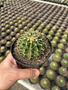 Ferocactus schwarzii Pt11