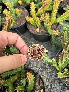 Huernia hystrix Pt11