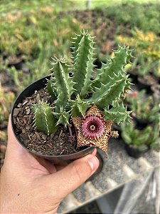 Huernia transvaalensis Pt11