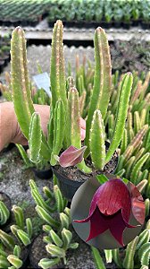 Stapelia leendertziae Pt11
