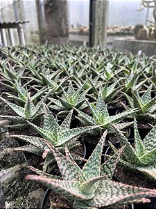 Aloe donnie Pt11