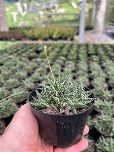 Aloe pepe Pt11